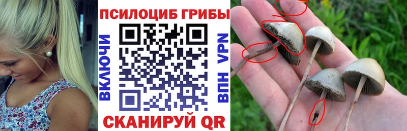 мориарти клад Ковдор Псилоцибиновые грибы Psilocybine cubensis